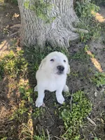 Ringer, a male Akbash and Great Pyrenees for sale in Topeka, KS – 2 of 8
