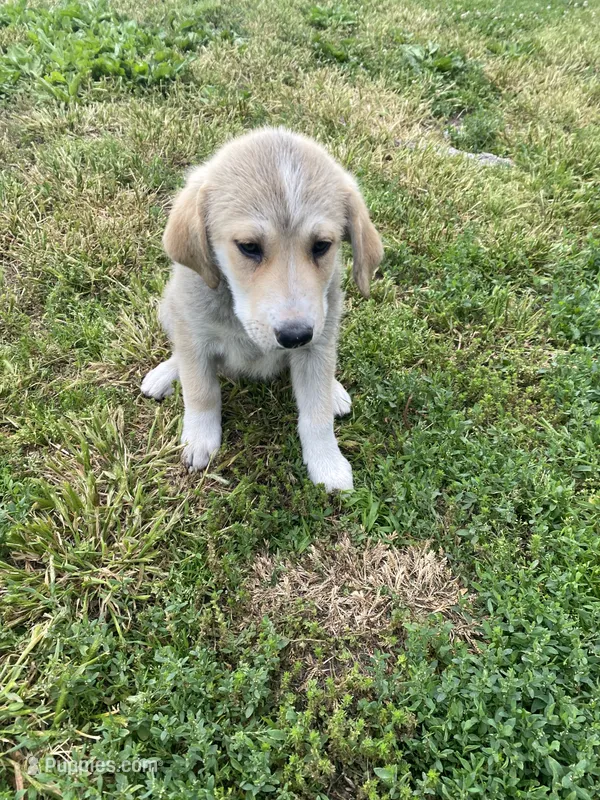 Debbie – Akbash, Great Pyrenees puppy for sale in Topeka, KS