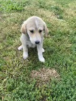Debbie, a female Akbash and Great Pyrenees for sale in Topeka, KS – 1 of 4