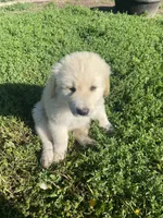 Thunderbolt, a male Akbash and Great Pyrenees for sale in Topeka, KS – 2 of 4