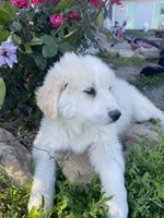 Josephine, a female Akbash and Great Pyrenees for sale in Topeka, KS – 3 of 7