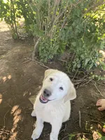 Ringer, a male Akbash and Great Pyrenees for sale in Topeka, KS – 8 of 8