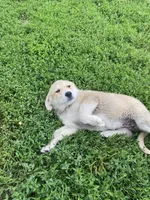 Florence, a female Akbash and Great Pyrenees for sale in Topeka, KS – 1 of 6