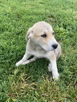 Florence, a female Akbash and Great Pyrenees for sale in Topeka, KS – 3 of 6
