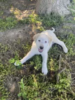 Ringer, a male Akbash and Great Pyrenees for sale in Topeka, KS – 4 of 8