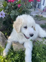 Josephine, a female Akbash and Great Pyrenees for sale in Topeka, KS – 5 of 7
