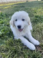 Josephine, a female Akbash and Great Pyrenees for sale in Topeka, KS – 7 of 7