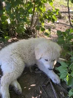 Thunderbolt, a male Akbash and Great Pyrenees for sale in Topeka, KS – 4 of 4