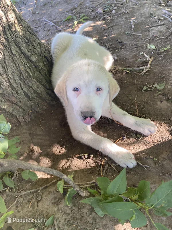 Ringer – Akbash, Great Pyrenees puppy for sale in Topeka, KS