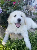Josephine, a female Akbash and Great Pyrenees for sale in Topeka, KS – 4 of 7