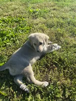 Podo, a male Akbash and Great Pyrenees for sale in Topeka, KS – 4 of 5