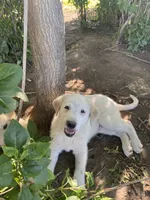 Ringer, a male Akbash and Great Pyrenees for sale in Topeka, KS – 7 of 8