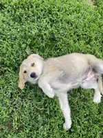 Debbie, a female Akbash and Great Pyrenees for sale in Topeka, KS – 4 of 4