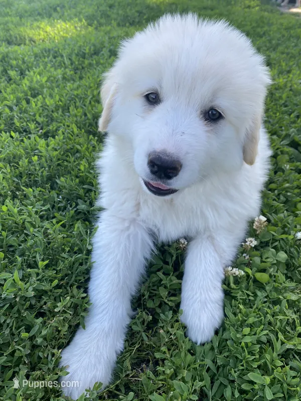 Josephine – Akbash, Great Pyrenees puppy for sale in Topeka, KS