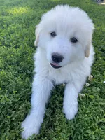 Josephine, a female Akbash and Great Pyrenees for sale in Topeka, KS – 1 of 7