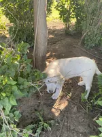 Ringer, a male Akbash and Great Pyrenees for sale in Topeka, KS – 6 of 8