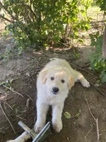 Thunderbolt, a male Akbash and Great Pyrenees for sale in Topeka, KS – 3 of 4