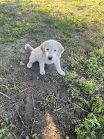 Ringer, a male Akbash and Great Pyrenees for sale in Topeka, KS – 3 of 8