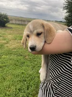 Debbie, a female Akbash and Great Pyrenees for sale in Topeka, KS – 2 of 4