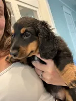 Oliver, a male Miniature Dachshund for sale in Montgomery, AL – 5 of 6