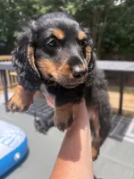 Oliver, a male Miniature Dachshund for sale in Montgomery, AL – 3 of 6