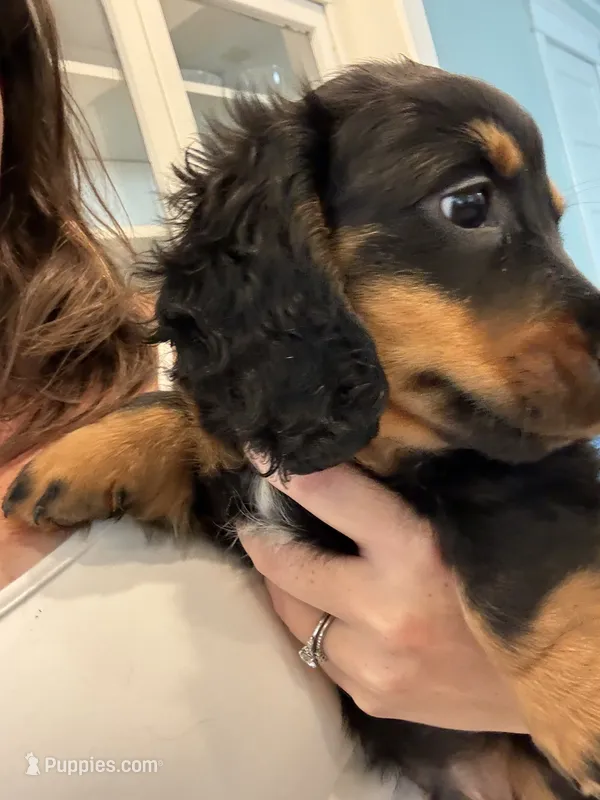 Oliver – Miniature Dachshund puppy for sale in Montgomery, AL