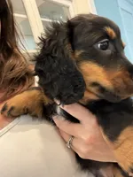 Oliver, a male Miniature Dachshund for sale in Montgomery, AL – 1 of 6