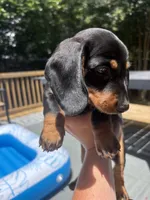 Oscar , a male Miniature Dachshund for sale in Montgomery, AL – 3 of 3