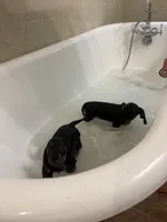 Oliver, a male Miniature Dachshund for sale in Montgomery, AL – 4 of 6