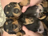 Oscar , a male Miniature Dachshund for sale in Montgomery, AL – 2 of 3