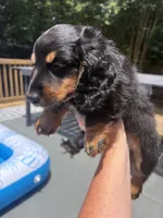 Oliver, a male Miniature Dachshund for sale in Montgomery, AL – 6 of 6