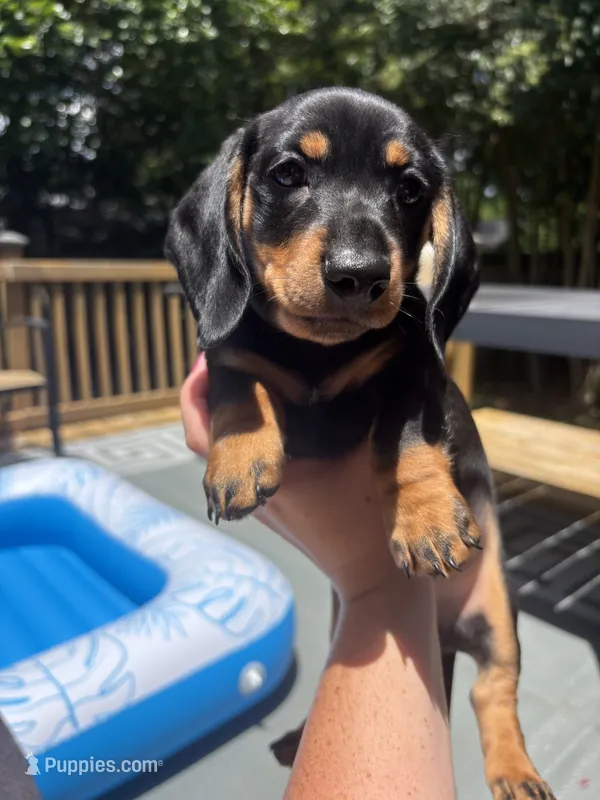 Oscar  – Miniature Dachshund puppy for sale in Montgomery, AL
