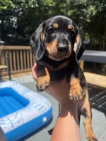 Oscar , a male Miniature Dachshund for sale in Montgomery, AL – 1 of 3