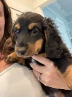 Oliver, a male Miniature Dachshund for sale in Montgomery, AL – 2 of 6