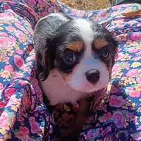 Boy 2, a male Cavalier King Charles Spaniel for sale in Tulsa, OK – Photo 4 of 8