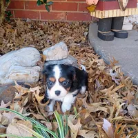 Boy 2, a male Cavalier King Charles Spaniel for sale in Tulsa, OK – Photo 6 of 8