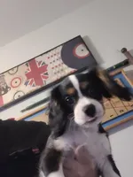 Boy 2, a male Cavalier King Charles Spaniel for sale in Tulsa, OK – Photo 8 of 8