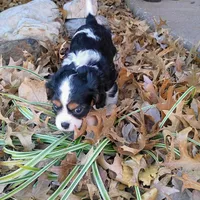 Boy 2, a male Cavalier King Charles Spaniel for sale in Tulsa, OK – Photo 5 of 8