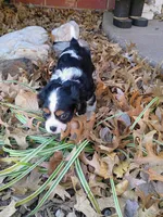 Boy 2, a male Cavalier King Charles Spaniel for sale in Tulsa, OK – Photo 5 of 6