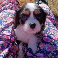 Boy 2, a male Cavalier King Charles Spaniel for sale in Tulsa, OK – Photo 1 of 8