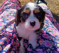 Boy 2, a male Cavalier King Charles Spaniel for sale in Tulsa, OK – Photo 1 of 6