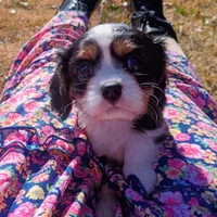 Boy 2, a male Cavalier King Charles Spaniel for sale in Tulsa, OK – Photo 2 of 8
