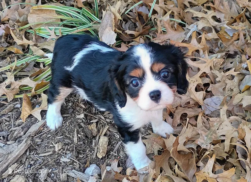 Boy 2 – Cavalier King Charles Spaniel puppy for sale in Tulsa, OK
