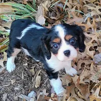 Boy 2, a male Cavalier King Charles Spaniel for sale in Tulsa, OK – Photo 3 of 8