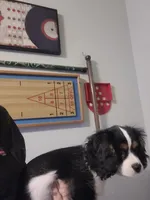 Boy 2, a male Cavalier King Charles Spaniel for sale in Tulsa, OK – Photo 7 of 8