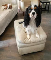 Frenklin, a male Cavalier King Charles Spaniel for sale in Tulsa, OK – 2 of 2