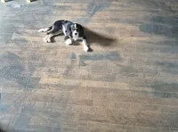 Boy 2, a male Cavalier King Charles Spaniel for sale in Tulsa, OK – 2 of 2