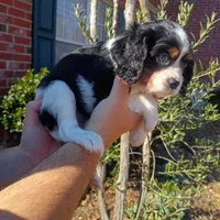Girl 2, a female Cavalier King Charles Spaniel for sale in Tulsa, OK – Photo 7 of 8