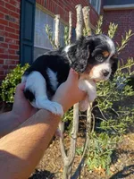 Girl 2, a female Cavalier King Charles Spaniel for sale in Tulsa, OK – Photo 7 of 8