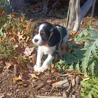 Girl 2, a female Cavalier King Charles Spaniel for sale in Tulsa, OK – Photo 6 of 8